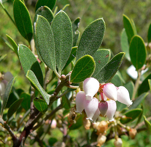 Arctostaphylos hookeri